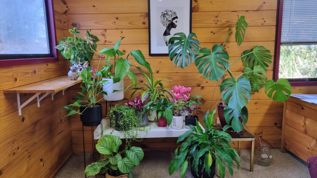 Plants in a Lockwood Home