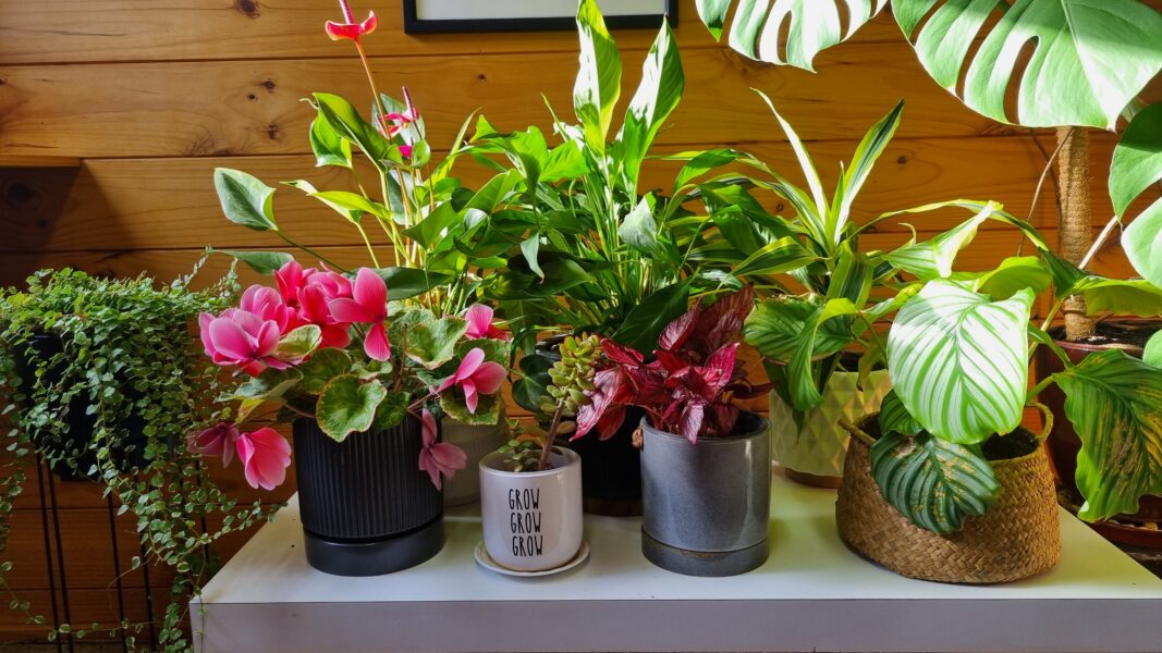 Plants in a Lockwood Home